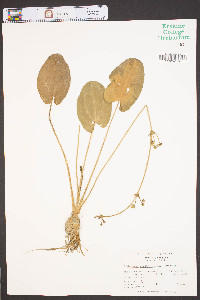 Echinodorus cordifolius image