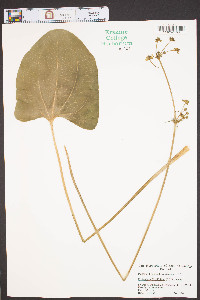 Echinodorus cordifolius image