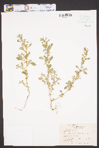 Amaranthus albus image