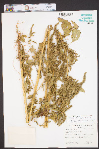 Amaranthus hybridus image