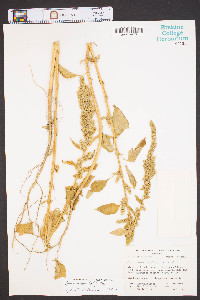 Amaranthus hybridus image