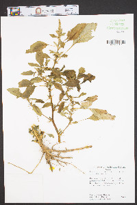 Amaranthus spinosus image