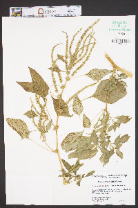 Amaranthus spinosus image