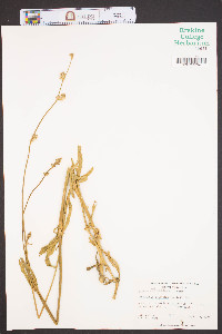Froelichia floridana image