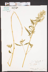 Iresine rhizomatosa image