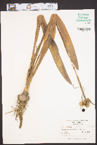 Crinum americanum image