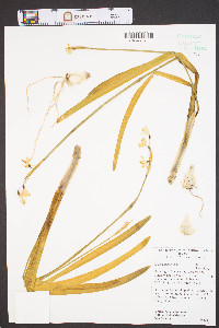 Leucojum aestivum image