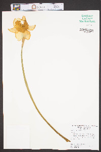 Narcissus pseudonarcissus image