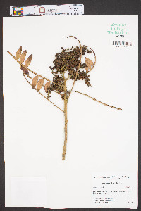Rhus coriaria image