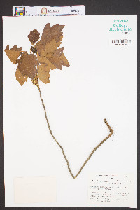 Toxicodendron pubescens image