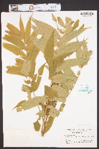 Rhus typhina image