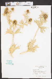 Eryngium maritimum image