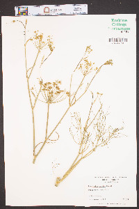 Foeniculum vulgare image