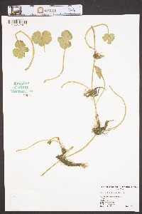 Hydrocotyle ranunculoides image