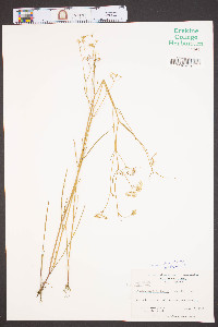 Harperella nodosa image