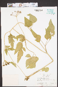 Thaspium trifoliatum image