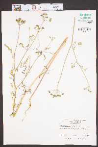 Torilis arvensis image