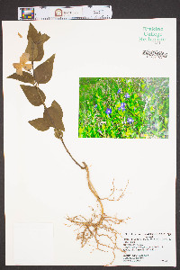 Vinca major image