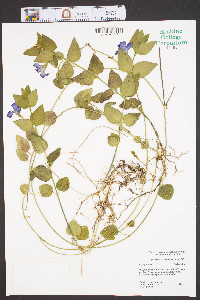 Vinca major image