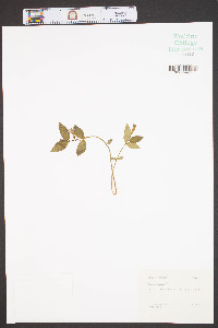 Vinca minor image