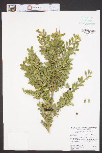 Ilex crenata image