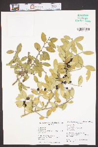 Ilex vomitoria image