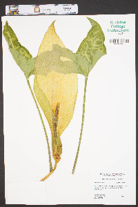 Arum italicum image