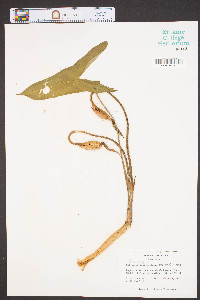 Peltandra sagittifolia image