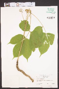 Aralia nudicaulis image