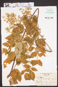 Aralia spinosa image