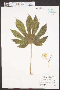 Fatsia japonica image