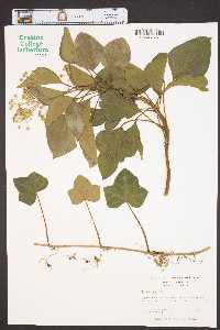 Hedera helix image