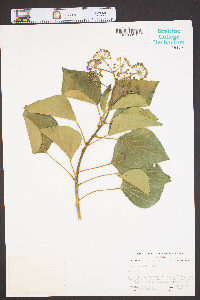 Hedera helix image