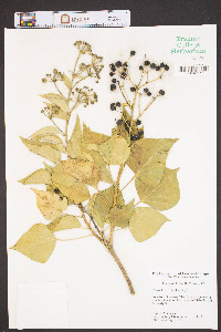 Hedera helix image