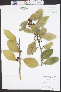Ilex cornuta image