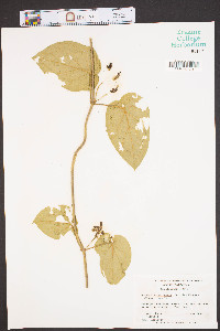 Matelea carolinensis image