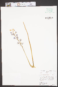 Hyacinthoides non-scripta image