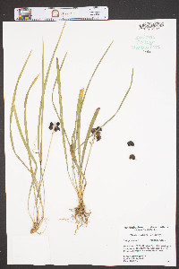 Liriope muscari image