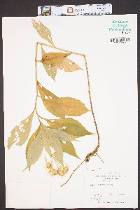 Aster acuminatus image