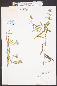 Symphyotrichum novi-belgii image
