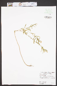 Symphyotrichum racemosum image