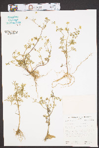Achyropappus anthemoides image