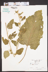 Arctium minus image