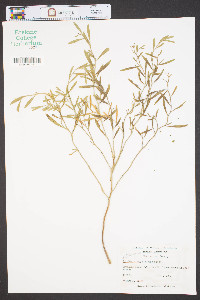 Baccharis angustifolia image