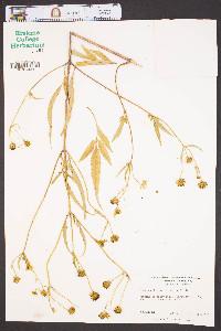 Bidens aristosa image