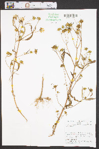 Bidens connata image