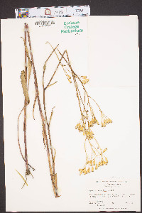 Arnoglossum ovatum image