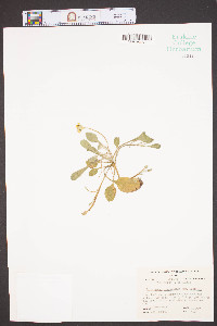 Chrysogonum virginianum image