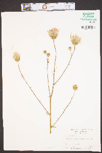 Cirsium nuttalii image