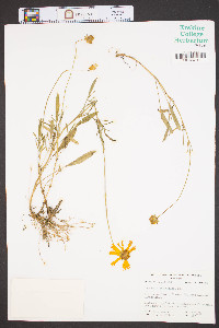 Coreopsis grandiflora image